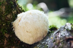 Lion's Mane mushroom
