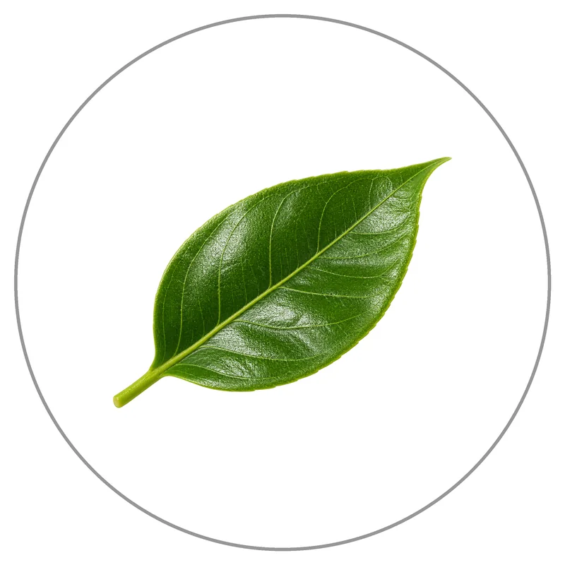 Glossy Green Leaf on White