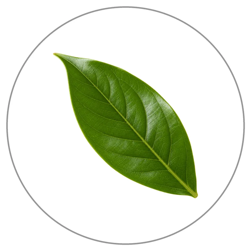 Glossy Green Leaf Cutout