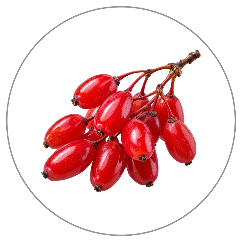 Glossy Red Barberry Cluster on Twig