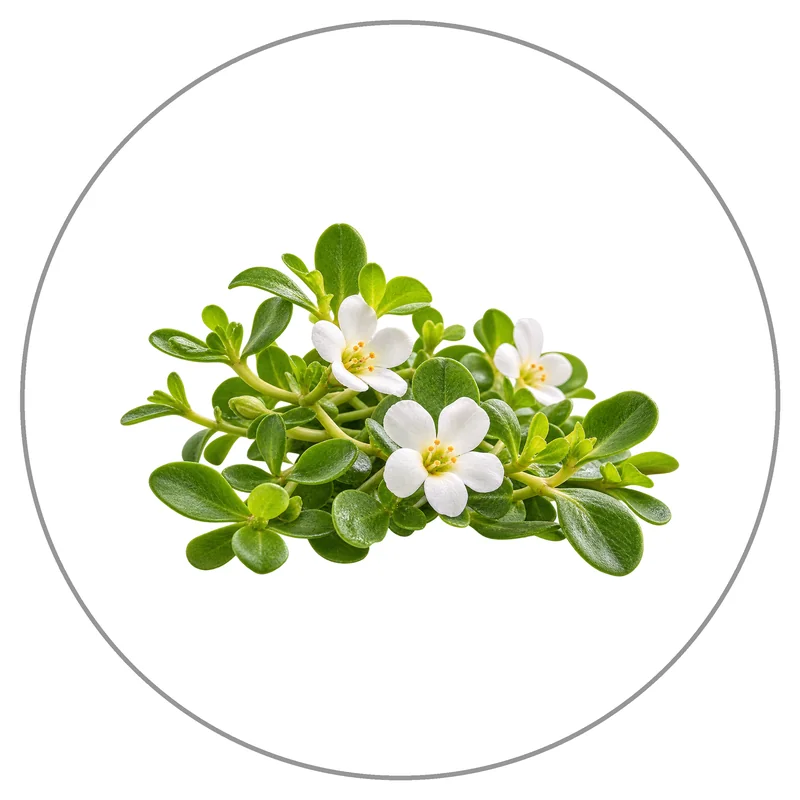 Bacopa Monnieri with White Blossoms