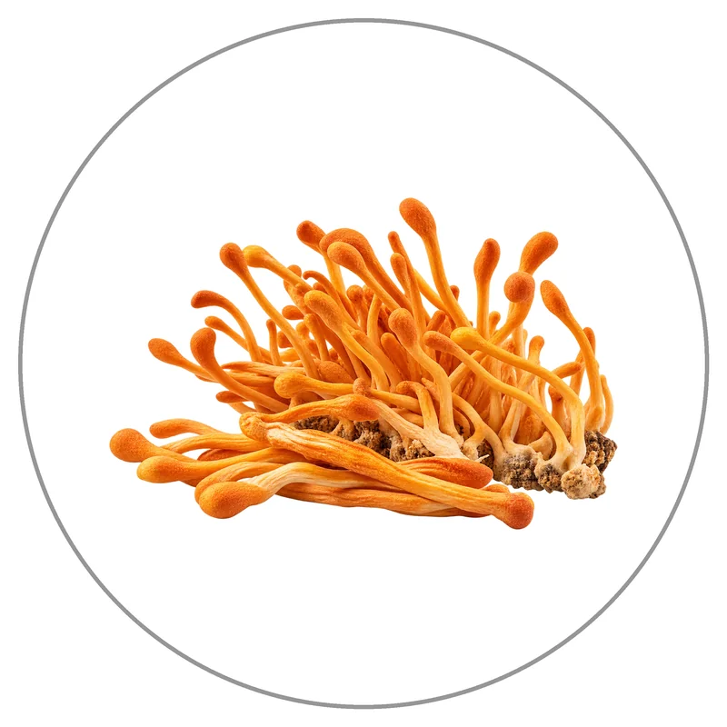 Golden Cordyceps Mushroom Cluster