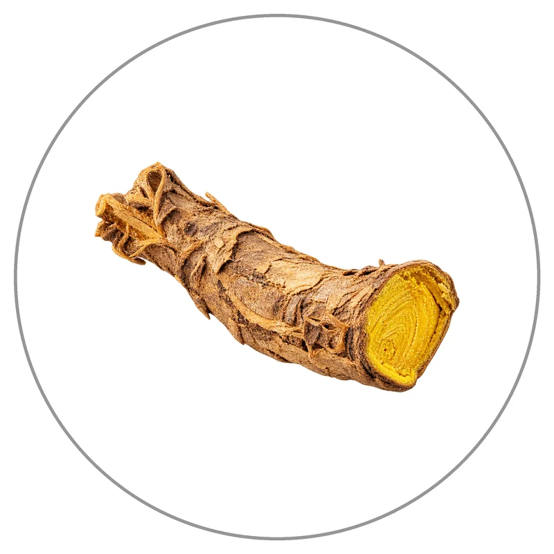 Dried Golden Root Segment