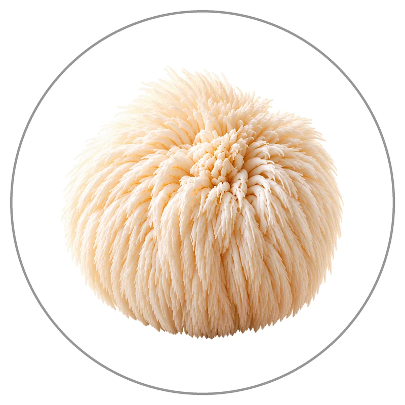 Fluffy Lion’s Mane Mushroom Isolated