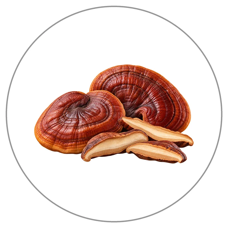 Glossy Reishi Mushroom Cluster
